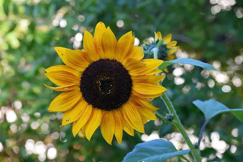 Harvest Sunflower Seeds