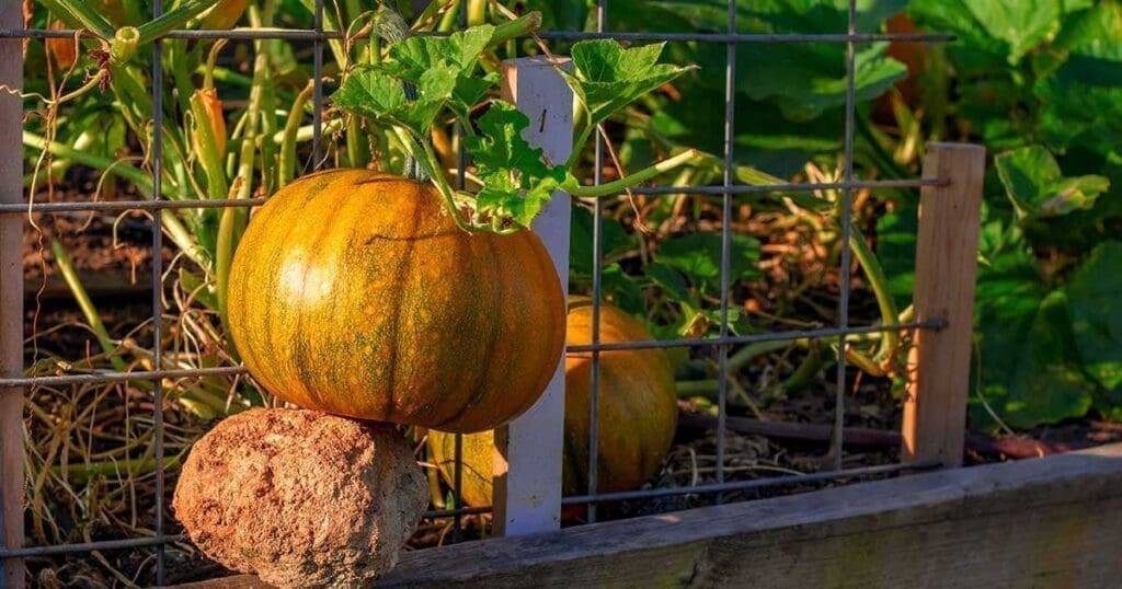 Pumpkin Plant Care