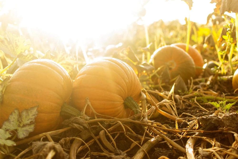 Pumpkin Plant Care