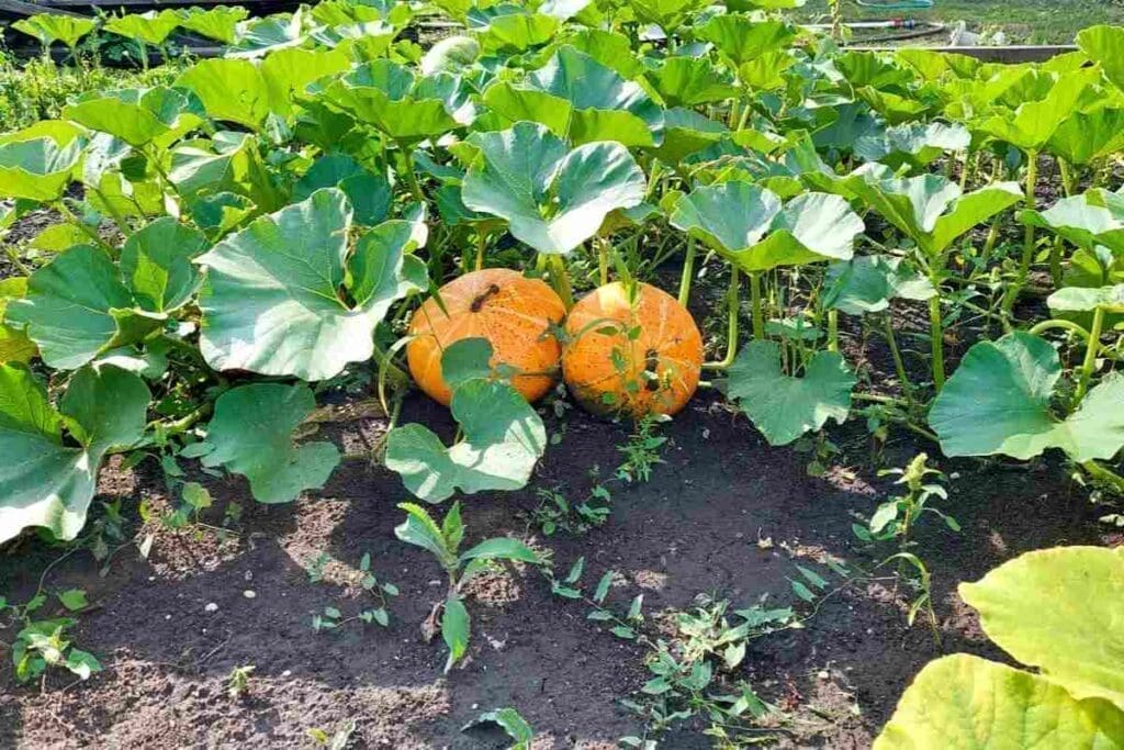 Pumpkin Plant Spacing