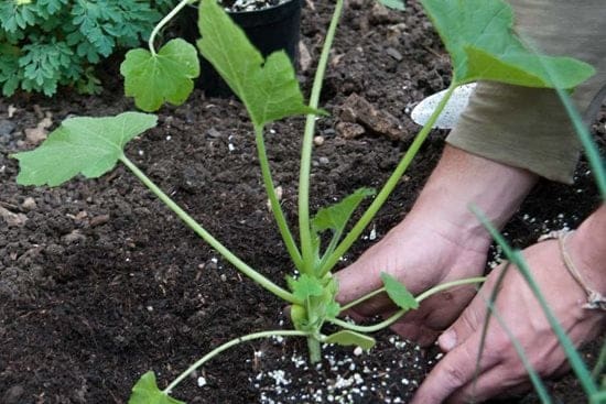 Pumpkin Plant Spacing