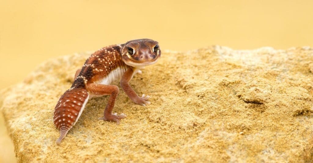 Unique Facts About Marbled Gecko 