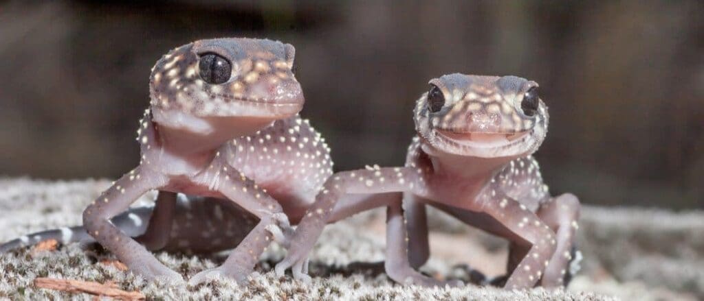 Unique Facts About Marbled Gecko