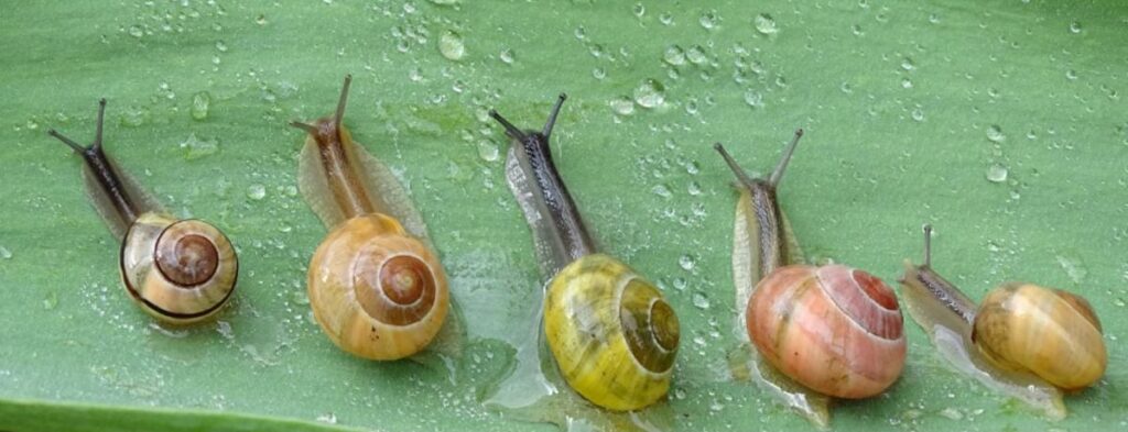 Gross Facts About Escargot