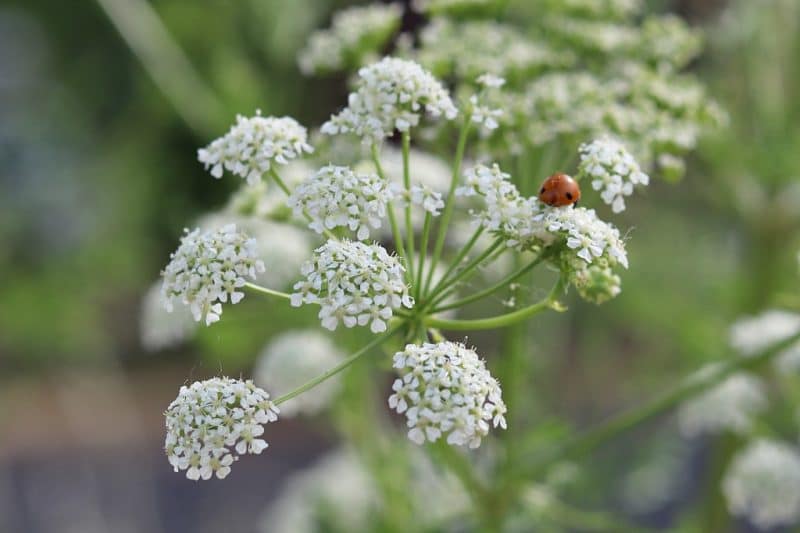 Poison Hemlock